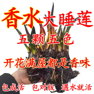 �����ͺɻ�ˮ�Bɏ��˯ɏ���~����ˮ˯ɏ���K�ļ�����ˮ��˯ɏ����