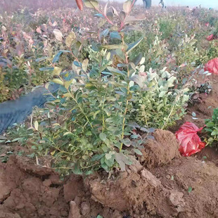 �{ݮ�����l ���Ե��ԾG��ʯ�{ݮ�� �ϸ� �����{ݮ��