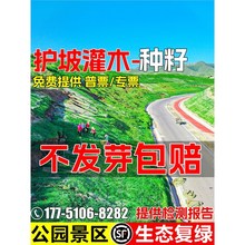 灌木草籽四季常青护坡固土边坡绿化生态复绿刺槐工程矿山复绿种籽