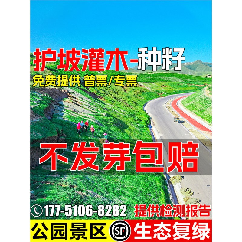 灌木草籽四季常青护坡固土边坡绿化生态复绿刺槐工程矿山复绿种籽