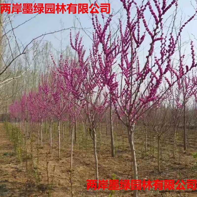 山东出售丛生紫荆树苗_主图04