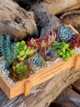 新款多肉植物组合盆栽带盆土肉肉植物木盒套餐微景观diy材料拼盘