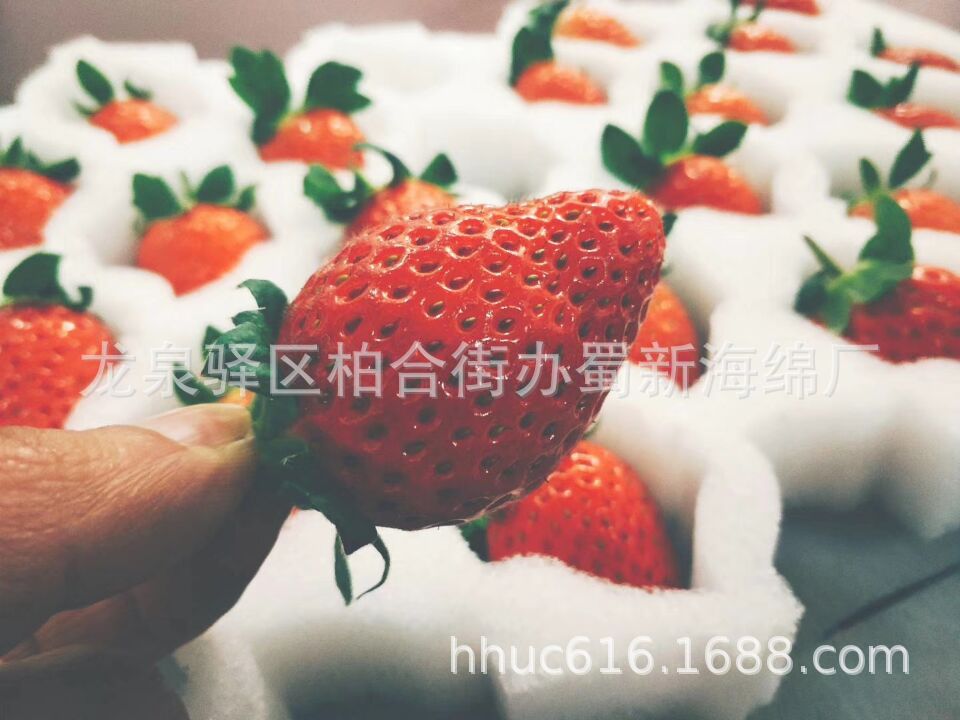 厂家供应白色海绵拉伸防震草莓内托/草莓防护内托包装海绵