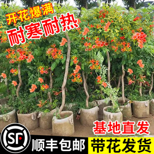 ���������ٴ����Ϙ���������ͥԺֲ�ﻨ�������ļ��Nֲ�������̻�