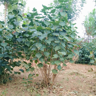 Clustered Lilac Saplings Potted Lilac Seedlings Courtyard Large Cold-Resistant Greening Landscape Trees Fragrant Lilac Seedlings