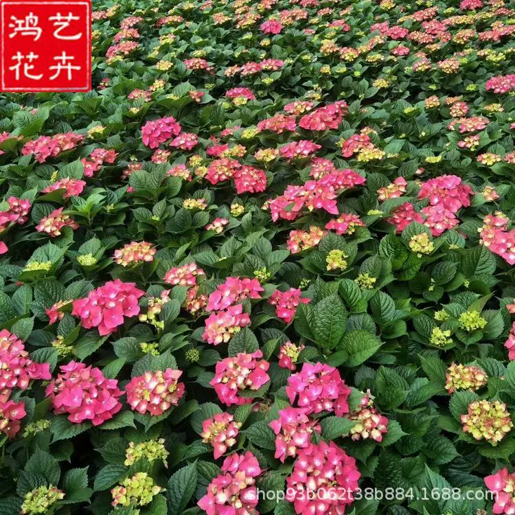 Рассада гортензий цветет круглый год в бесконечном лете, гортензии в горшках, крупные цветы, легко выращиваемые цветы и растения для комнатных садов.