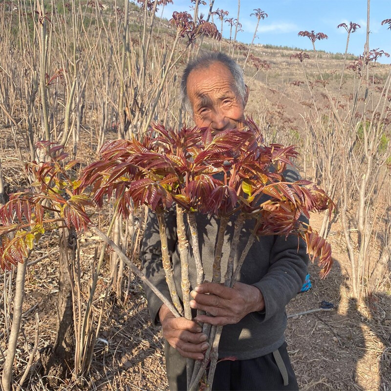 香椿苗盆栽地栽南方北方种植四季食用正宗绿油红油香椿树苖果树苗