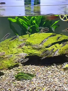 �㽭�t��Ϫʯ���~��ⴽ�~��ˮ�~��ˮ�~Ϫ�����^�����^Ϫ��ʯ���~