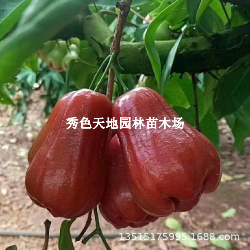 莲雾树苗黑金刚黑糖芭比台湾嫁接四季新品种南方带叶果树庭院地栽