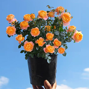 One-Piece Drop-Shipping Juice Balcony Rose Seedlings Potted Roses with Strong Fragrance Blooming in All Seasons Flower Plants Balcony Courtyard