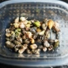 [赠送海盐苔藓-0.5-1公分迷你鼻屎豆100只包活80只]