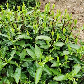 传统糕点;西式糕点;饼干