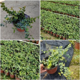 Xue Li Evergreen Vine Plant Jelly Fruit Seedlings Climbing Vine Green Plants Are Easy to Grow and Maintain