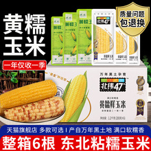 北纬47度东北黄糯玉米200*6根真空加热即食黑糯粘玉米棒粗粮早餐