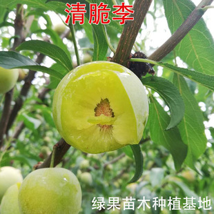 Ó��������������t����ķ���������������Ә���޽ӹ������