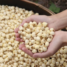 【好货】江西广昌白莲子无芯即食磨皮去通芯干货农家手工土特产煲