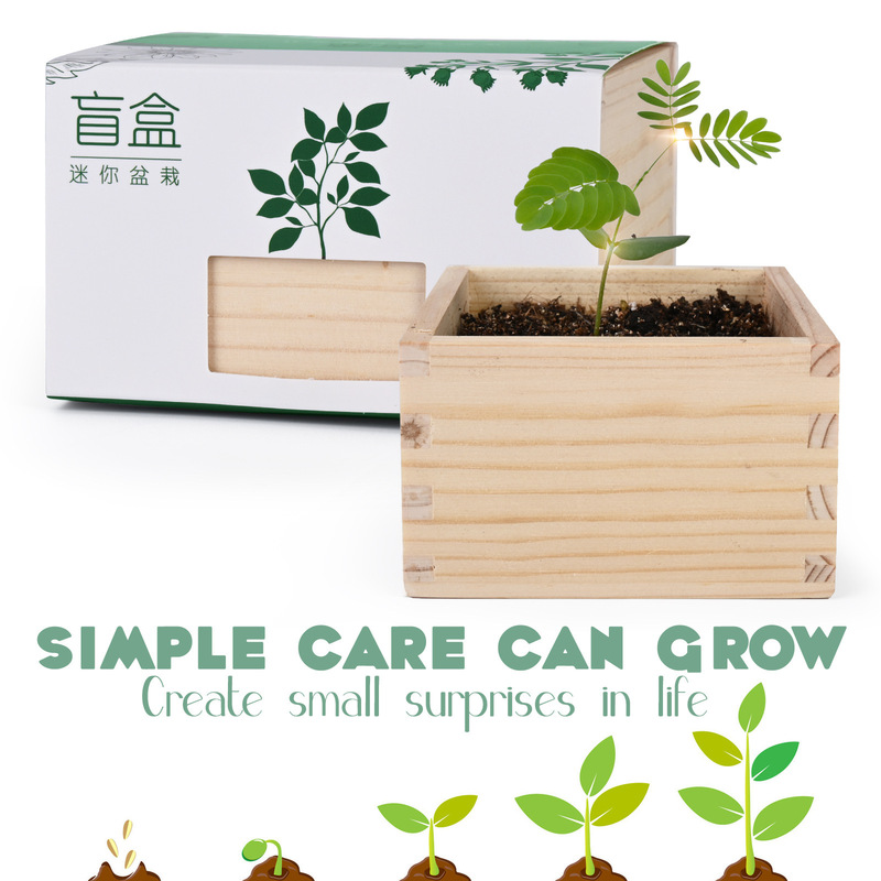 [Blind Box] Amazon Indoor Gardening Kit Beginner's Starter Planting Set Wooden Box Seed Cultivation Potted Plant