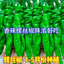 ݽzNӱƤ⽷s߮aشݽzƤNļ߲