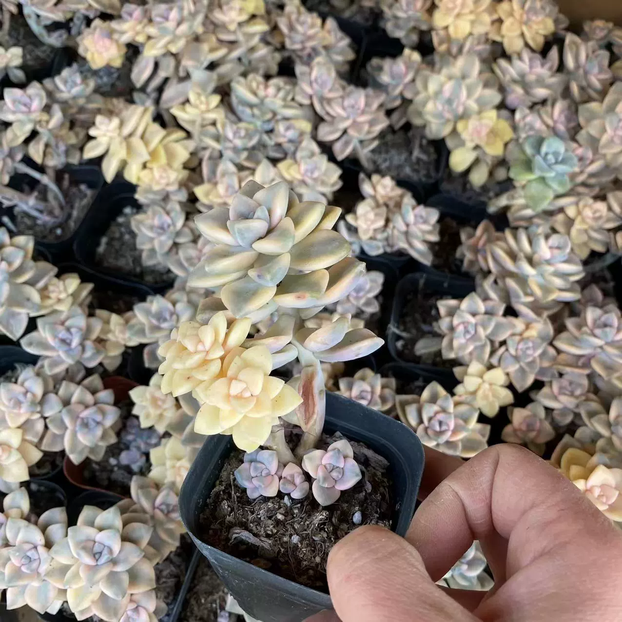 Meixing Jin 2-5 Head Real Shot 6,5 см справочный бассейн Предпочтительная доставка тазик без почвенной основы прямые продажи Большие выгодно