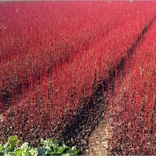 �t��ľ��G����t��ľ��t��ľ����ľ�t��ľС�����G��������ľ