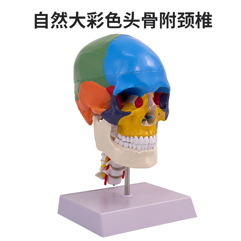 ��ɫͷ��ģ�� ҽѧ��ͷ��ģ�� ͷ­��ģ�� ͷ�Ǳ걾ģ��­��ģ��