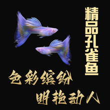 鱼天使鱼观赏鱼活体凤尾鱼苗淡水宠物鱼好鱼纯种精品鱼孔雀鱼
