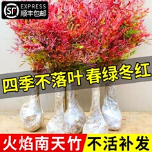 火焰南天竹盆栽客厅树苗室内植物盆景室外庭院耐寒竹子苗花卉绿植