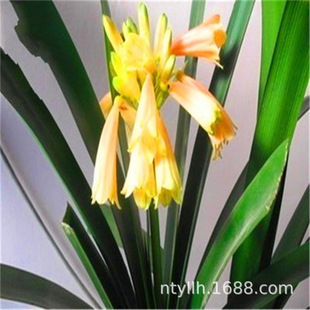 �����m�����k���҃Ⱥ��Bֲ��͏d�����ļ������辰��ɫ����Gֲ