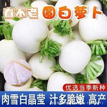 圆白萝卜种子四川春不老萝卜种籽蜂糖大萝卜秋冬季农家田园蔬菜孑