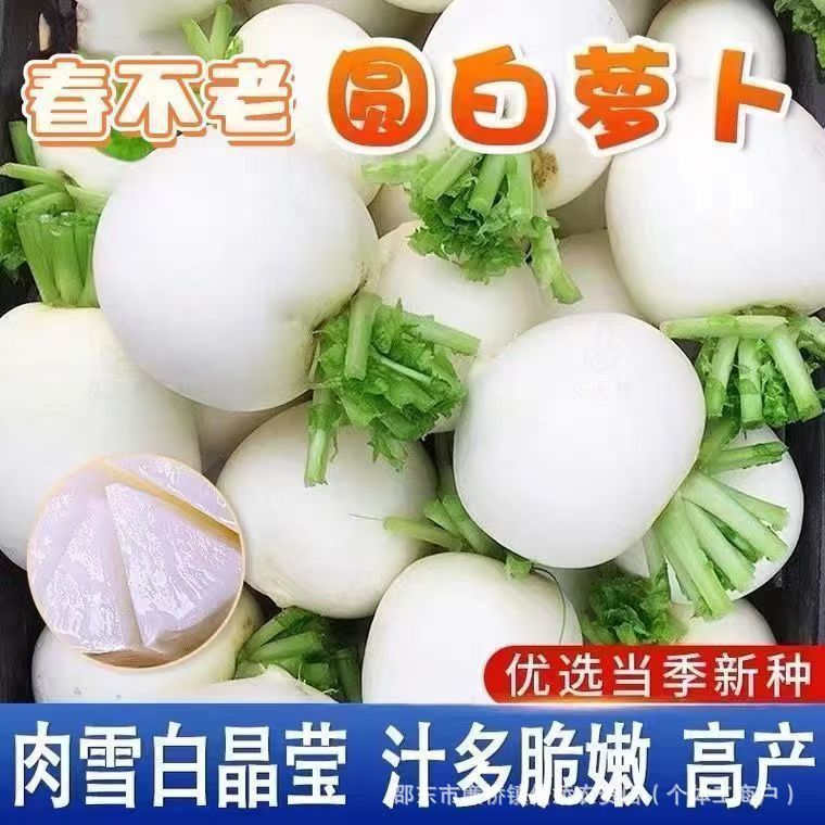 圆白萝卜种子四川春不老萝卜种籽蜂糖大萝卜秋冬季农家田园蔬菜孑