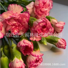 康乃馨花籽四季花卉观花植物易活室内外盆栽开花不断耐寒花种籽子