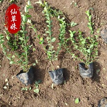 大叶冬青黄杨树苗庭院篱笆绿化植物北海道黄杨苗卫矛绿篱四季长青