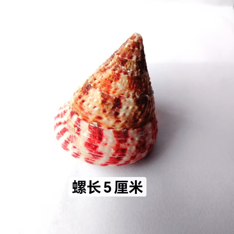 寄居蟹替换壳~房子大号小号天然贝壳海螺壳摆件装饰鱼缸造景备用|undefined