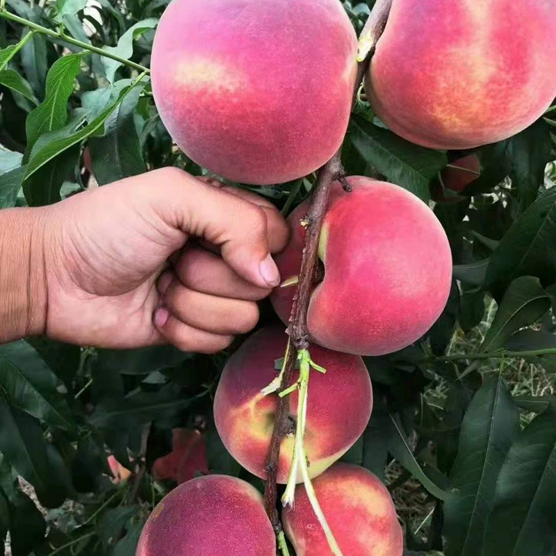 Плоский сорт рассады персика рассада персика в горшке рассада персика подходит для южной и северной посадки