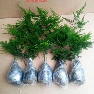 Asparagus Fern Is a Good Gift for Indoor Green Plants and Flower Pots That Are Easy to Grow and Prevent Radiation. Money Tree and Pothos Are Suitable for Small Balconies
