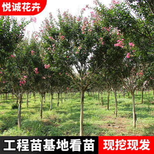 ������ޱ�������l�@�־G����ľ�е���r��Ҏ��ȫ�t����ޱ���͘�