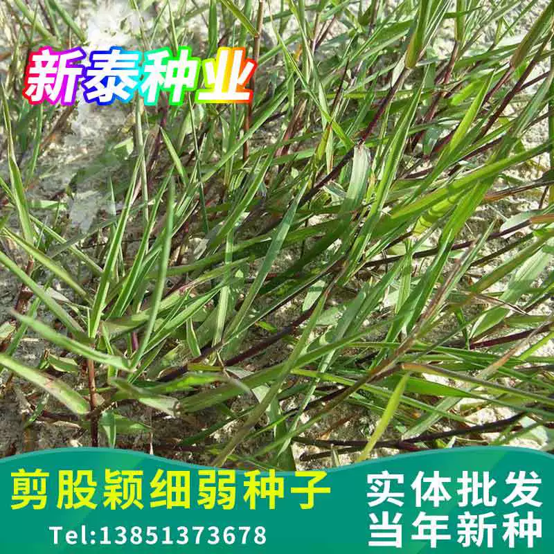 Ножницы Трава Слабый Тип Ползучий Тип Газон Ножницы Трава Слабые Семена