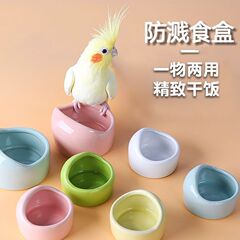 オウムの陶磁器の食器の幼鳥は鳥の缶の水を撒くことを防ぐことを学びます。