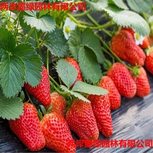 ��ݮ���Ϸ������̨�Nֲ����䮔��Y�����ͼt�ݮ�N�������Ԙ�