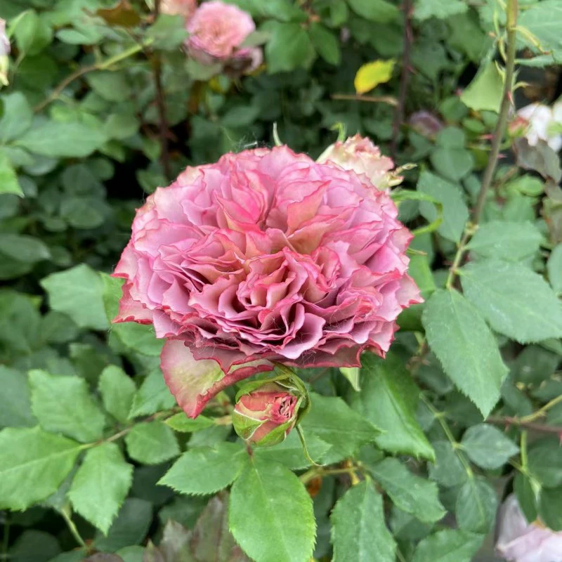 Британские бить кустарники розы черенки Цветочные саженцы четыре сезона цветение кустарников обильные цветы Роза балкон Ретро горшечные растения