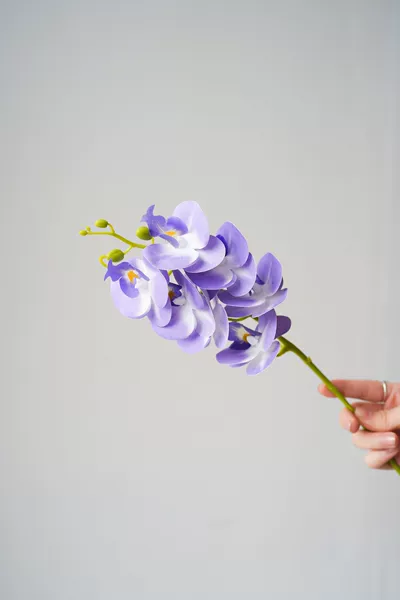 Violet white core HD020