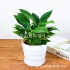 Fortune Tree Pot Plant Combination Gardenia Flower Geely Red Tiger Stomato Meimei and other indoor desktop green plant green plant views