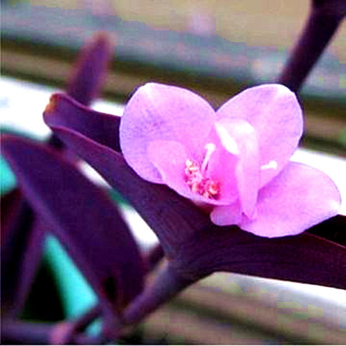 J7IB阳台室内花园盆栽紫罗兰鸭跖草吊兰植物垂吊紫叶草进化空气紫