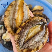 【顺丰包邮】福建东山岛鲍鱼鲜活特大海鲜水产捞汁饭批发福建鲍鱼