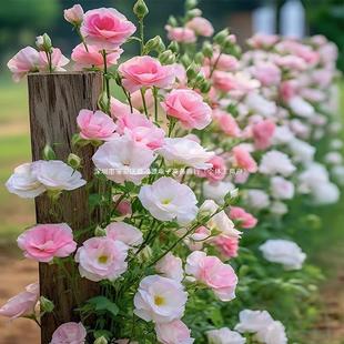 Eustoma Flower Seeds Are Easy to Live in All Seasons, Balcony Courtyard Potted Flower Plants, Flower Seeds, Flower Seeds, Outdoor and Indoor