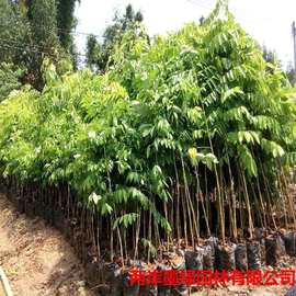 园林绿化别墅造林观赏苗木基地批发黄花梨木苗风景树黄花梨小树苗