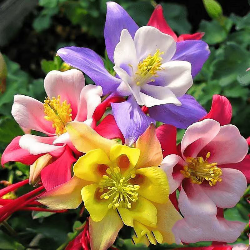 Venta al por mayor de semillas de flores y plantas eustoma malvarrosa peonía cobre dinero hierba margarita rosa sol peonía flor combinación de flores