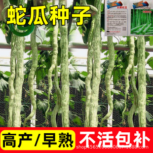 �߹ϷN���߲˷N���߶��������ļ����N�����^�pʳ���߶��ǷN�ѿ���