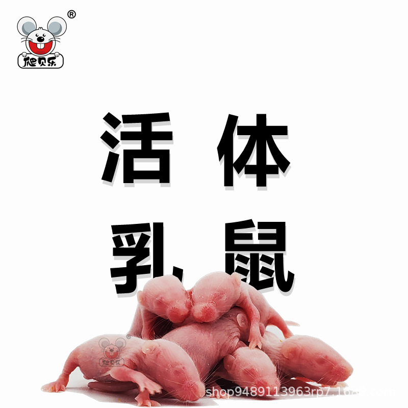 생쥐, 무균 흰쥐, 흰크림옥수수, 돼지코개구리, 도마뱀, 파충류, 소형쥐, 애완동물 생체사료