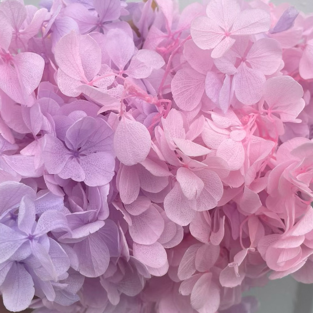 ✅ Flores secas flores eternas hortenida color gradiente material hecho a mano bolsa de calzado de boda cubierta de vidrio grupo de construcción de flores actividades